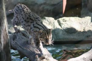 Wilver cat - коханець дати Wilver cat - коханець дати